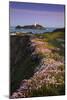 Godrevy Thrift in Flower-null-Mounted Photographic Print