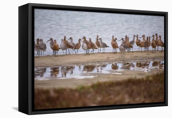 Godwit GetTogether-Vincent James-Framed Premier Image Canvas