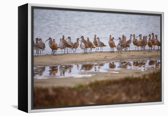 Godwit GetTogether-Vincent James-Framed Premier Image Canvas