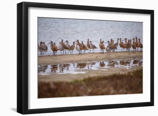 Godwit GetTogether-Vincent James-Framed Photographic Print