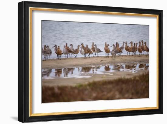 Godwit GetTogether-Vincent James-Framed Photographic Print