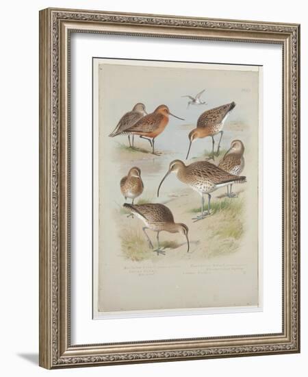 Godwits and Curlews, C.1915 (W/C & Bodycolour over Pencil on Board)-Archibald Thorburn-Framed Giclee Print