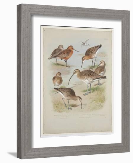 Godwits and Curlews, C.1915 (W/C & Bodycolour over Pencil on Board)-Archibald Thorburn-Framed Giclee Print