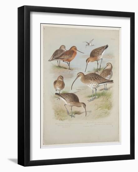 Godwits and Curlews, C.1915 (W/C & Bodycolour over Pencil on Board)-Archibald Thorburn-Framed Giclee Print