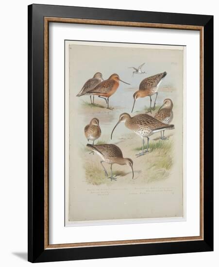 Godwits and Curlews, C.1915 (W/C & Bodycolour over Pencil on Board)-Archibald Thorburn-Framed Giclee Print