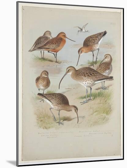 Godwits and Curlews, C.1915 (W/C & Bodycolour over Pencil on Board)-Archibald Thorburn-Mounted Giclee Print