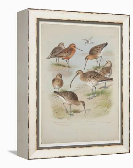 Godwits and Curlews, C.1915 (W/C & Bodycolour over Pencil on Board)-Archibald Thorburn-Framed Premier Image Canvas