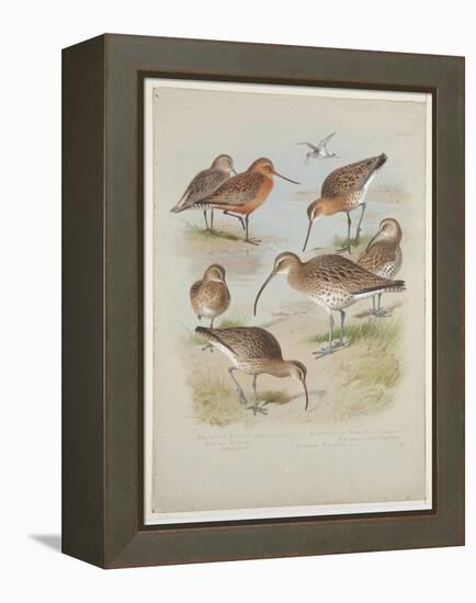 Godwits and Curlews, C.1915 (W/C & Bodycolour over Pencil on Board)-Archibald Thorburn-Framed Premier Image Canvas