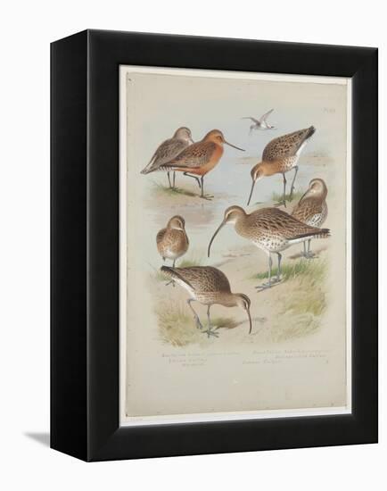 Godwits and Curlews, C.1915 (W/C & Bodycolour over Pencil on Board)-Archibald Thorburn-Framed Premier Image Canvas