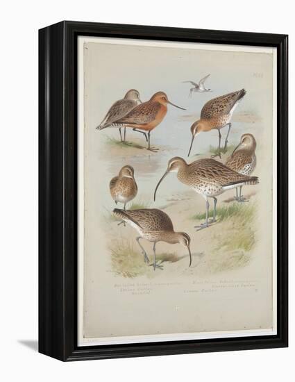 Godwits and Curlews, C.1915 (W/C & Bodycolour over Pencil on Board)-Archibald Thorburn-Framed Premier Image Canvas