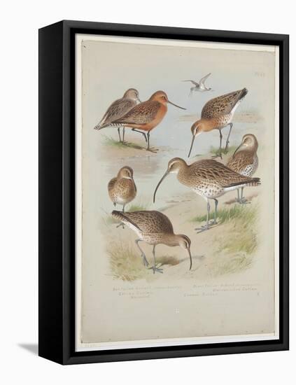 Godwits and Curlews, C.1915 (W/C & Bodycolour over Pencil on Board)-Archibald Thorburn-Framed Premier Image Canvas