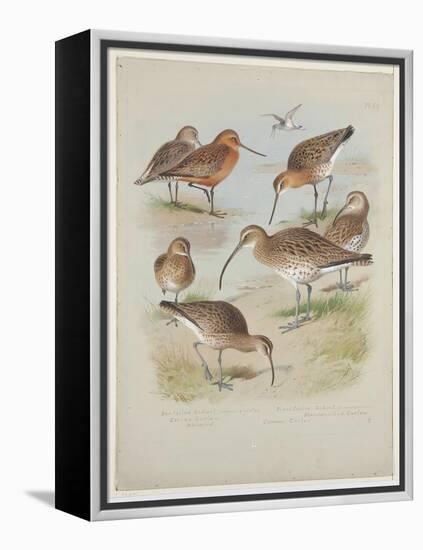 Godwits and Curlews, C.1915 (W/C & Bodycolour over Pencil on Board)-Archibald Thorburn-Framed Premier Image Canvas