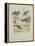 Godwits and Curlews, C.1915 (W/C & Bodycolour over Pencil on Board)-Archibald Thorburn-Framed Premier Image Canvas