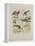 Godwits and Curlews, C.1915 (W/C & Bodycolour over Pencil on Board)-Archibald Thorburn-Framed Premier Image Canvas