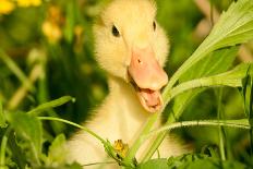 Small Yellow Duckling Outdoor On Green Grass-goinyk-Framed Photographic Print