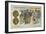 Gold 5 Franc Piece, 1876-null-Framed Giclee Print