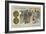 Gold 5 Franc Piece, 1876-null-Framed Giclee Print