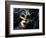 Gold A Carnival Mask With Black Feathers-voronin76-Framed Art Print