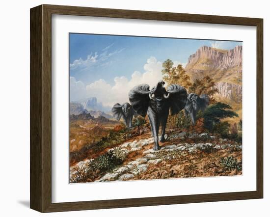 Gold and Ivory, Elephants Charging-Thomas Baines-Framed Art Print