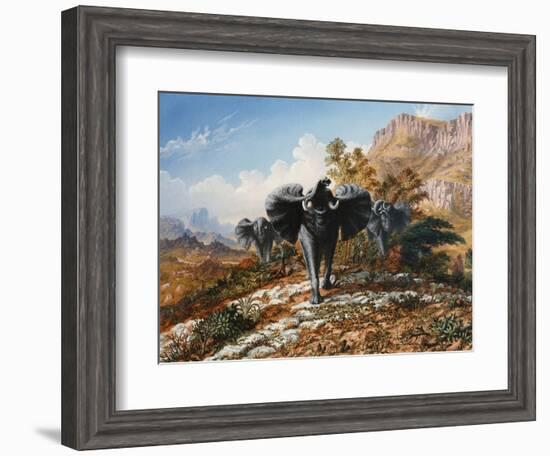 Gold and Ivory, Elephants Charging-Thomas Baines-Framed Art Print