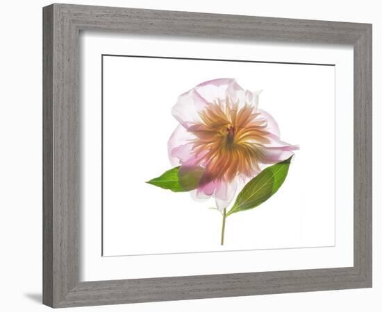Gold and Pink Peony-Judy Stalus-Framed Art Print
