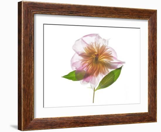 Gold and Pink Peony-Judy Stalus-Framed Art Print