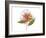 Gold and Pink Peony-Judy Stalus-Framed Art Print