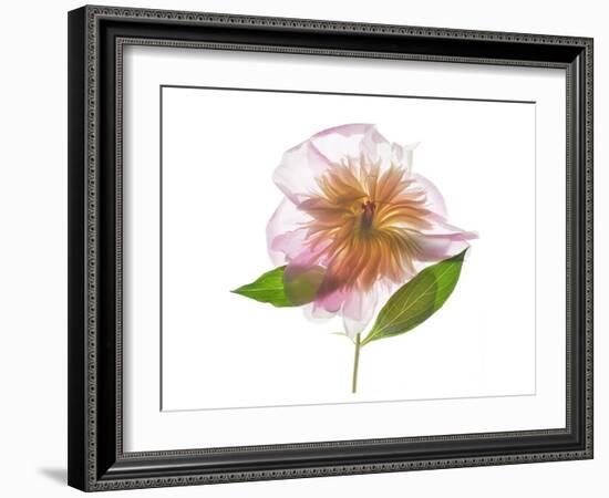 Gold and Pink Peony-Judy Stalus-Framed Art Print