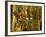 Gold and Silver Inlaid Throne from the Tomb of Tutankhamun, Valley of the Kings, Egypt-Kenneth Garrett-Framed Photographic Print