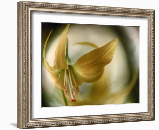 Gold Angel-Ursula Abresch-Framed Photographic Print