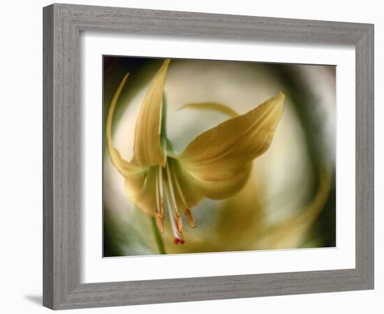 Gold Angel-Ursula Abresch-Framed Photographic Print