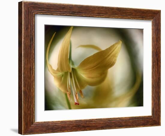 Gold Angel-Ursula Abresch-Framed Photographic Print