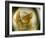 Gold Angel-Ursula Abresch-Framed Photographic Print