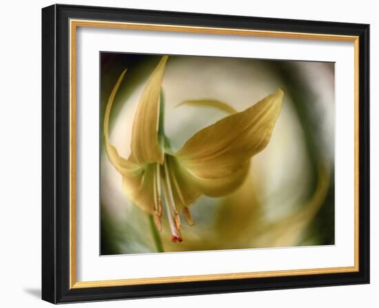 Gold Angel-Ursula Abresch-Framed Photographic Print