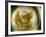 Gold Angel-Ursula Abresch-Framed Photographic Print