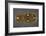 Gold Belt Buckle Fom the Ship-Burial at Sutton Hoo, Suffolk, Early 7th Century-null-Framed Giclee Print