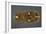 Gold Belt Buckle Fom the Ship-Burial at Sutton Hoo, Suffolk, Early 7th Century-null-Framed Giclee Print