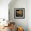 Gold Black Line Poppies I v2-Shirley Novak-Framed Art Print displayed on a wall
