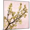 Gold Blossoms on Pink II-Kate Bennett-Mounted Art Print