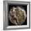 Gold bracteate, Germanic Iron Age, Denmark, c500. Artist: Unknown-Unknown-Framed Giclee Print