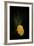 Gold Button-Philippe Sainte-Laudy-Framed Photographic Print