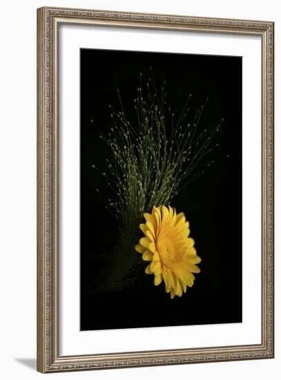 Gold Button-Philippe Sainte-Laudy-Framed Photographic Print