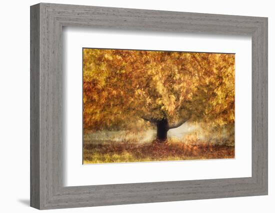 Gold colors-Nel Talen-Framed Photographic Print