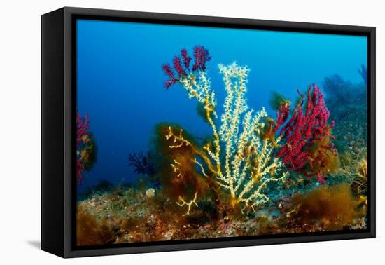 Gold coral colonising Red gorgonian, Italy, Tyrrhenian Sea-Franco Banfi-Framed Premier Image Canvas