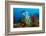 Gold coral colonising Red gorgonian, Italy, Tyrrhenian Sea-Franco Banfi-Framed Photographic Print