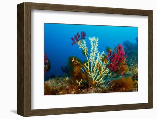 Gold coral colonising Red gorgonian, Italy, Tyrrhenian Sea-Franco Banfi-Framed Photographic Print