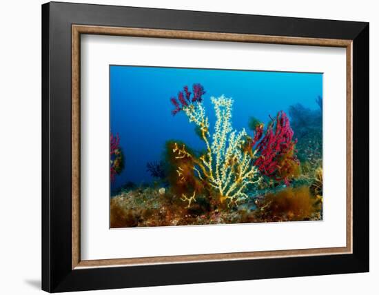 Gold coral colonising Red gorgonian, Italy, Tyrrhenian Sea-Franco Banfi-Framed Photographic Print