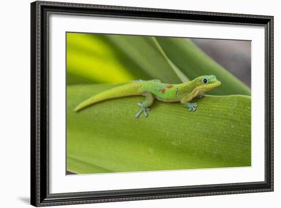 Gold Dust Day Gecko On Leaf In Hawaii-Karine Aigner-Framed Photographic Print