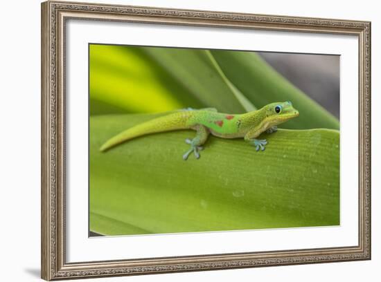 Gold Dust Day Gecko On Leaf In Hawaii-Karine Aigner-Framed Photographic Print