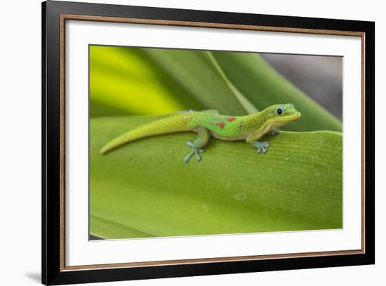 Gold Dust Day Gecko On Leaf In Hawaii-Karine Aigner-Framed Photographic Print